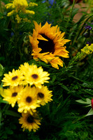 Survivor Oaks Dedication-1010